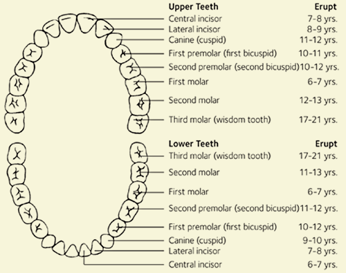 human baby teeth diagram