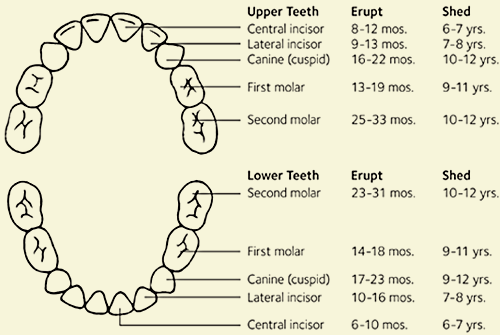 Primary And Permanent Teeth Chart